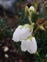 Unbekannt_187.webp