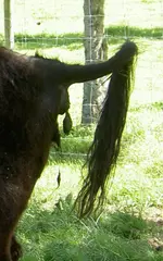 Ochsenschwanz 2 v.webp