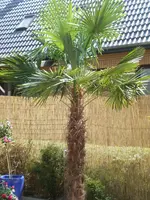 trachycarpus-fortunei-hanfp.webp