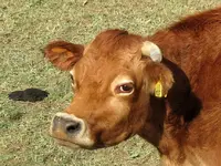 Copy of IMG_1985v.webp