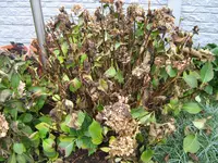 Hortensie_1_IMG_5145.webp