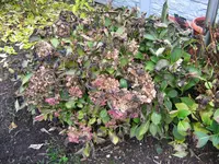 Hortensie_2_IMG_5146.webp