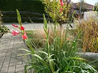 Trichterschwertel2.22.10.2012~1.webp