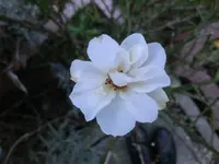 CIMG2179.webp