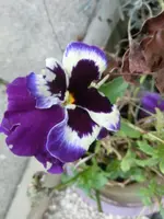 CIMG2182.webp