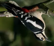 Schluckspecht.webp