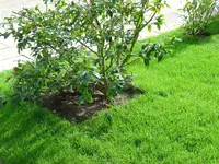Neuer Rasen 033.webp