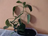 CIMG3648.webp