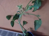 CIMG3649.webp