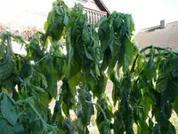 ET4.22.10.2012~1.webp