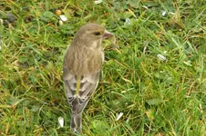 2012_1116Herbst0041.webp