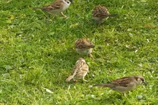 2012_1116Herbst0042.webp