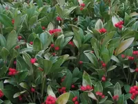 Bild 812.webp
