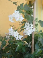 2012-07-18 14.02.18.webp