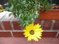 Blümchen unbekannt.webp