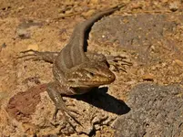 Eidechse, Teneriffa´06.webp