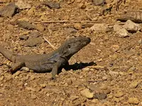 Teneriffa´06 241.webp