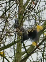 Eichhörnchen_002.webp