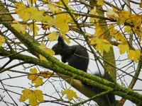 Eichhörnchen_026_Bildgröße ändern.webp