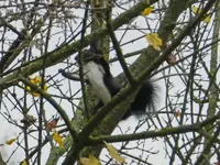 Eichhörnchen_009_Bildgröße ändern.webp