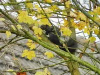 Eichhörnchen_022_Bildgröße ändern.webp