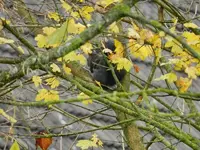 Eichhörnchen_020_Bildgröße ändern.webp