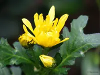 _gelbe Astern.webp