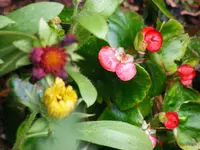 _Eisbegonien.webp