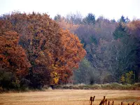 _Herbstlich 15.11.2012.webp