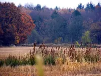 _Herbst m.Rohrkolben.webp
