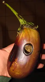 eggplant_sfx_f2_1.webp