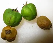 potato_sfx_0.webp