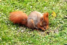 2012_1118Herbst0022 eichhörnchen.webp