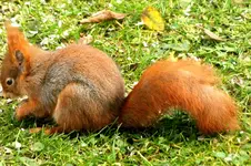 2012_1118Herbst0040 eichh    y.webp