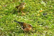 2012_1118Herbst0017 bch und grünf.webp