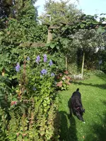 Julchen.webp
