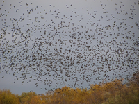 Vögel.webp