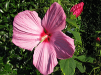 Hibiskus “LUNA”.webp