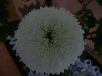 P1040052~1.webp