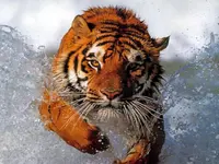 Tiger04.webp