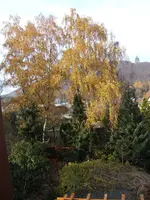 Birke.webp