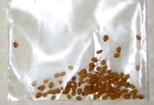 potato_sfx.webp