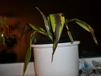 CIMG2710.webp