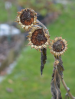 DSC_1848 Dreilerei Futter.webp