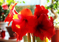 Amaryllis Roayl Red mit 9 Blütenkelchen_600.webp