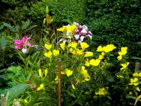 SDC14783.webp