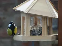 Kohlmeise.webp