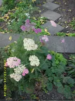 JD500859.webp