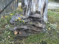 BILD1882.webp