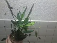 pflanze.webp